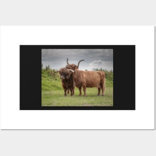 Highland Cows Posters and Art